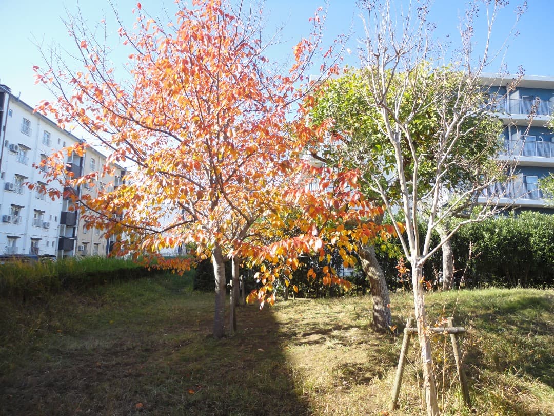 実写美⭕️【動作確認済】SONY Cyber−Shot DSC-W350