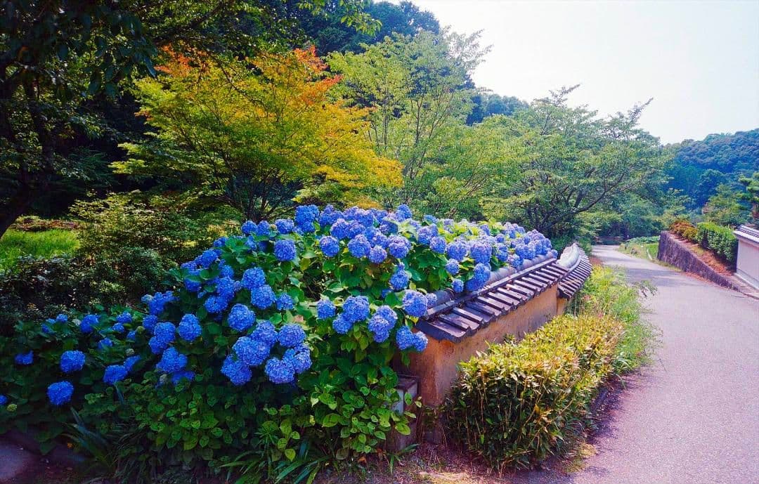 FUJI CARDIA Travel mini OP フィルムカメラ