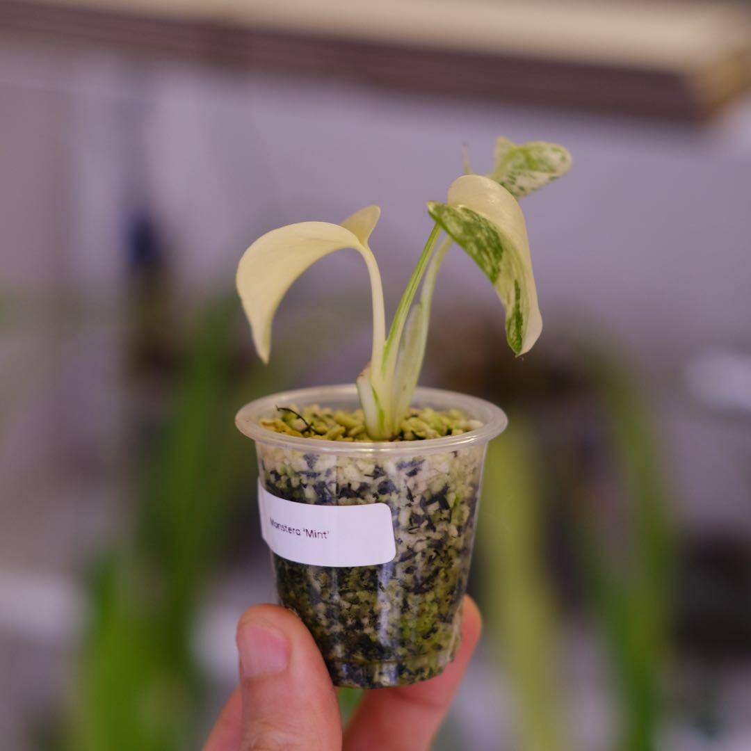 Monstera Mint｜モンステラ ミント