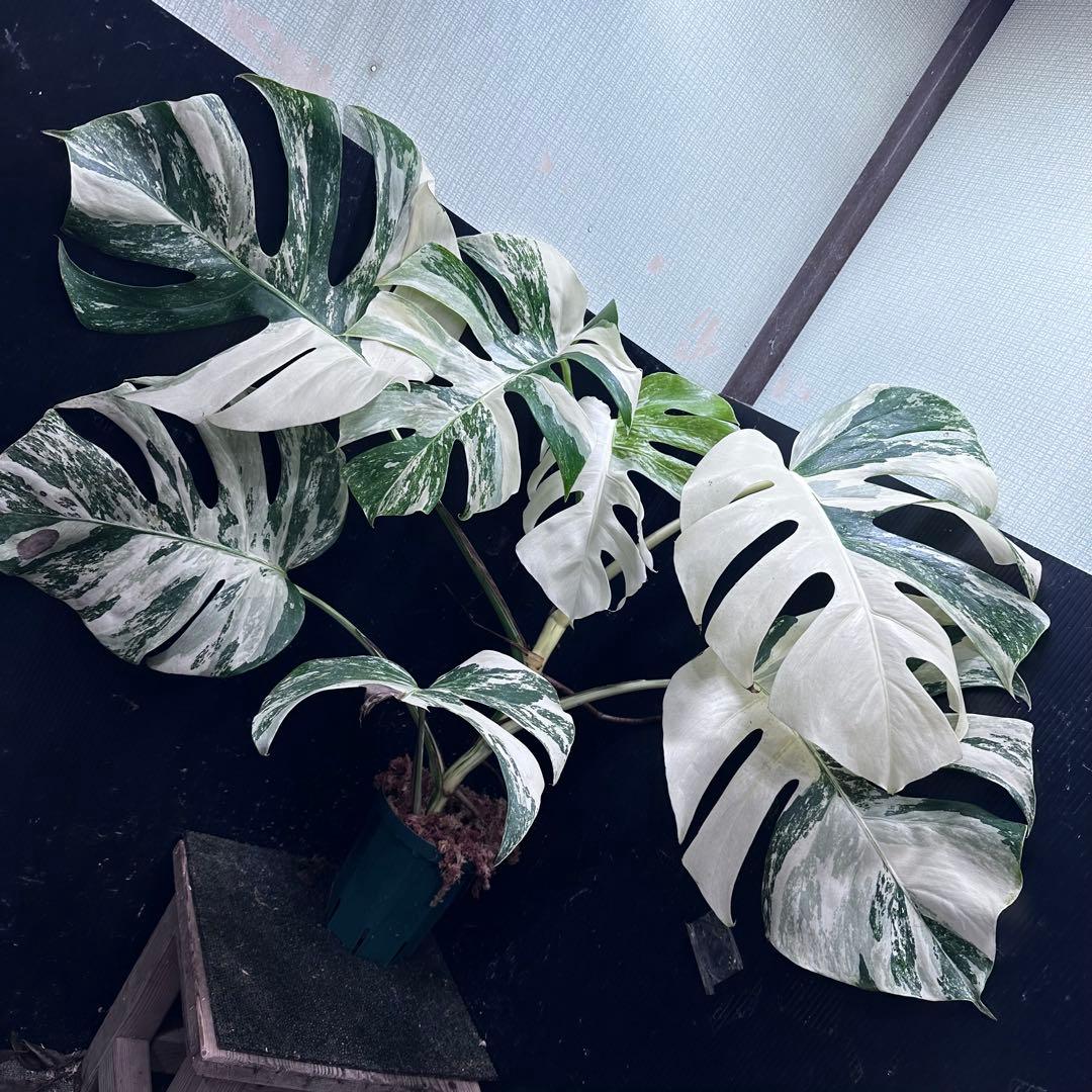 n*k様 斑入りモンステラ ホワイトタイガー極美大株74cm白斑多