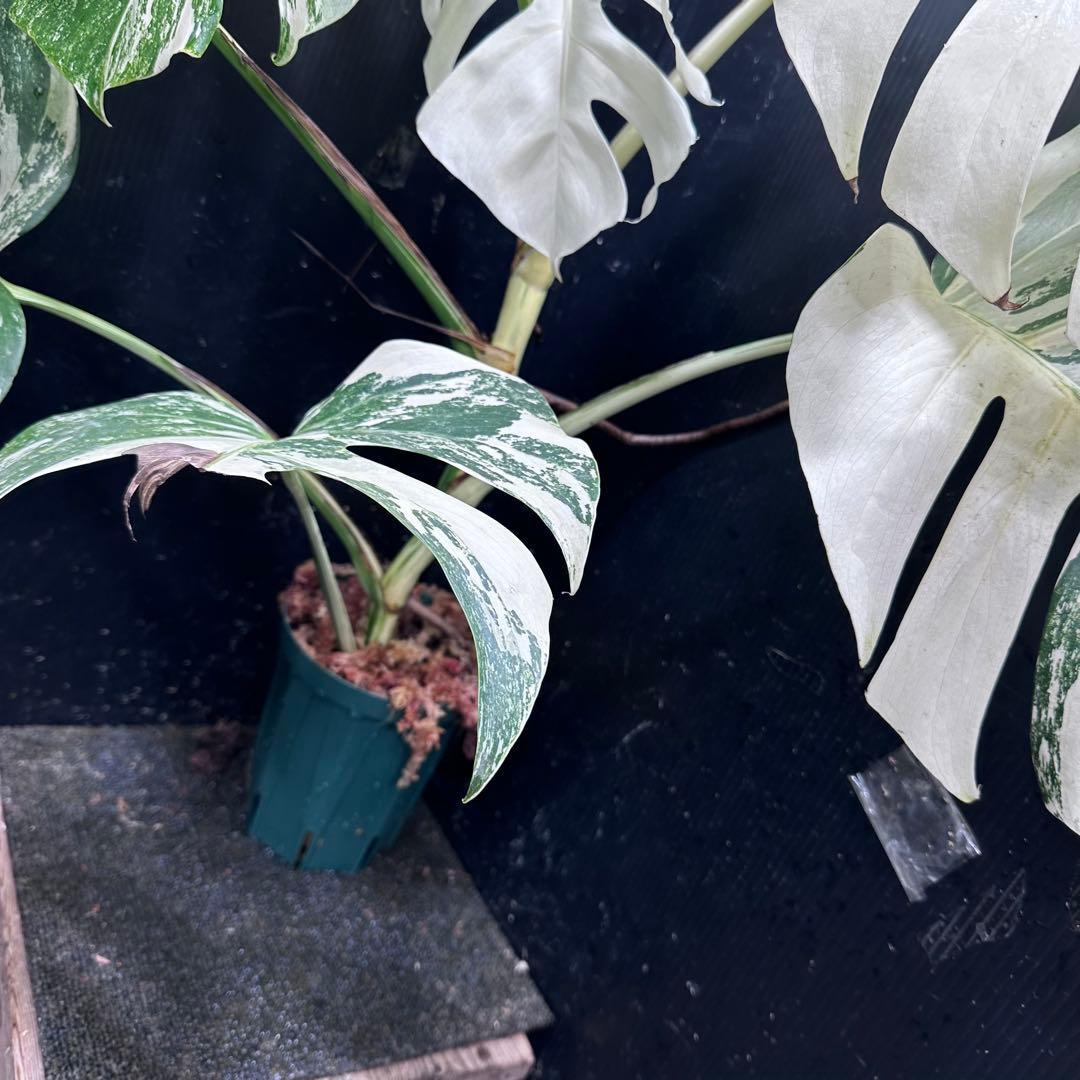 n*k様 斑入りモンステラ ホワイトタイガー極美大株74cm白斑多