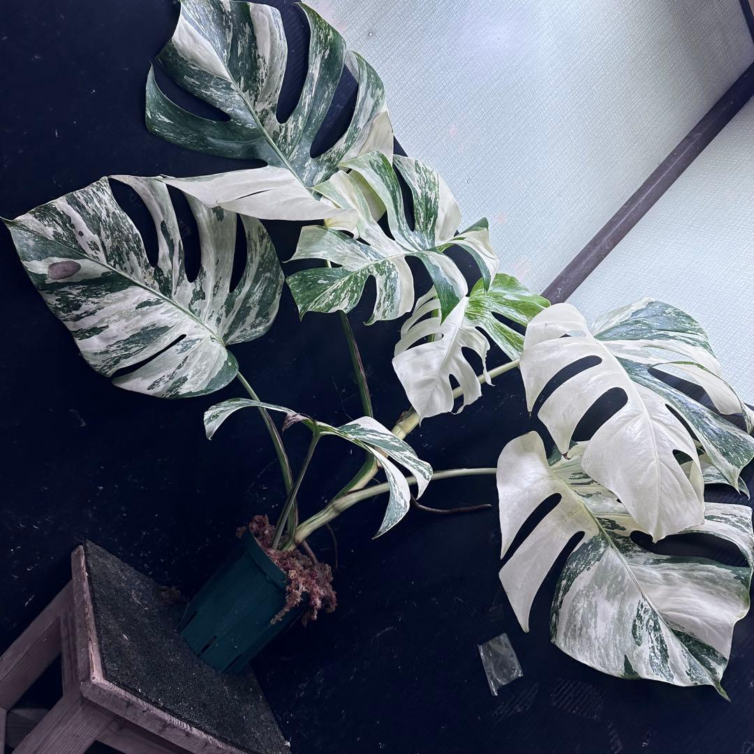 n*k様 斑入りモンステラ ホワイトタイガー極美大株74cm白斑多