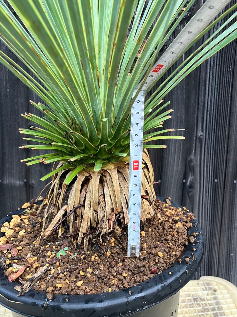 ユッカ ロストラータ　実生1 鉢付き