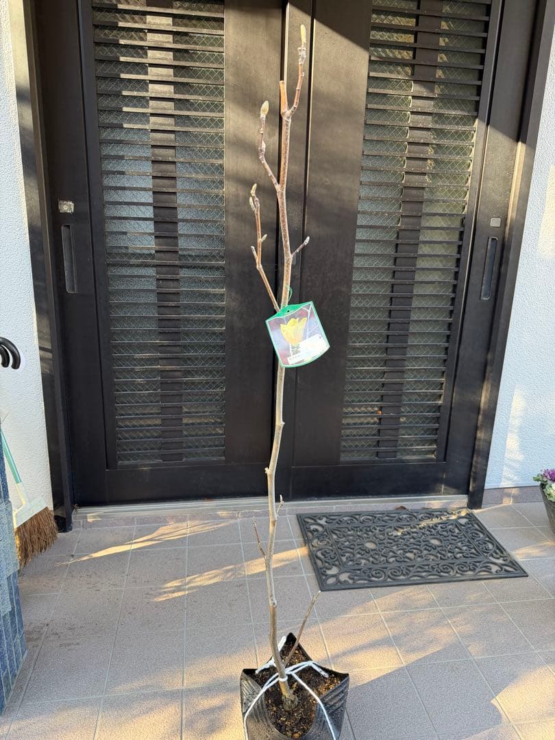 のこのこページ