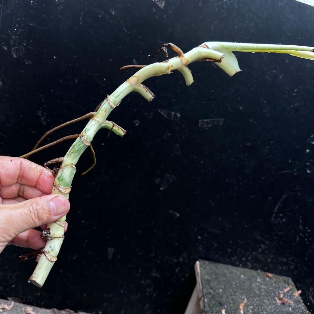 な*け様 斑入りモンステラホワイトタイガー茎7株おまとめ