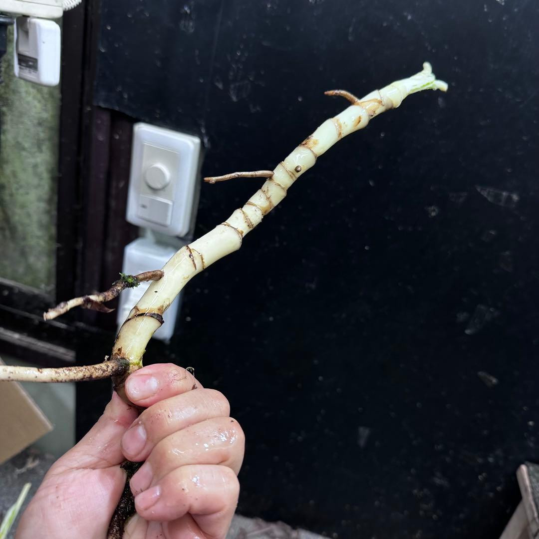 な*け様 斑入りモンステラホワイトタイガー茎7株おまとめ