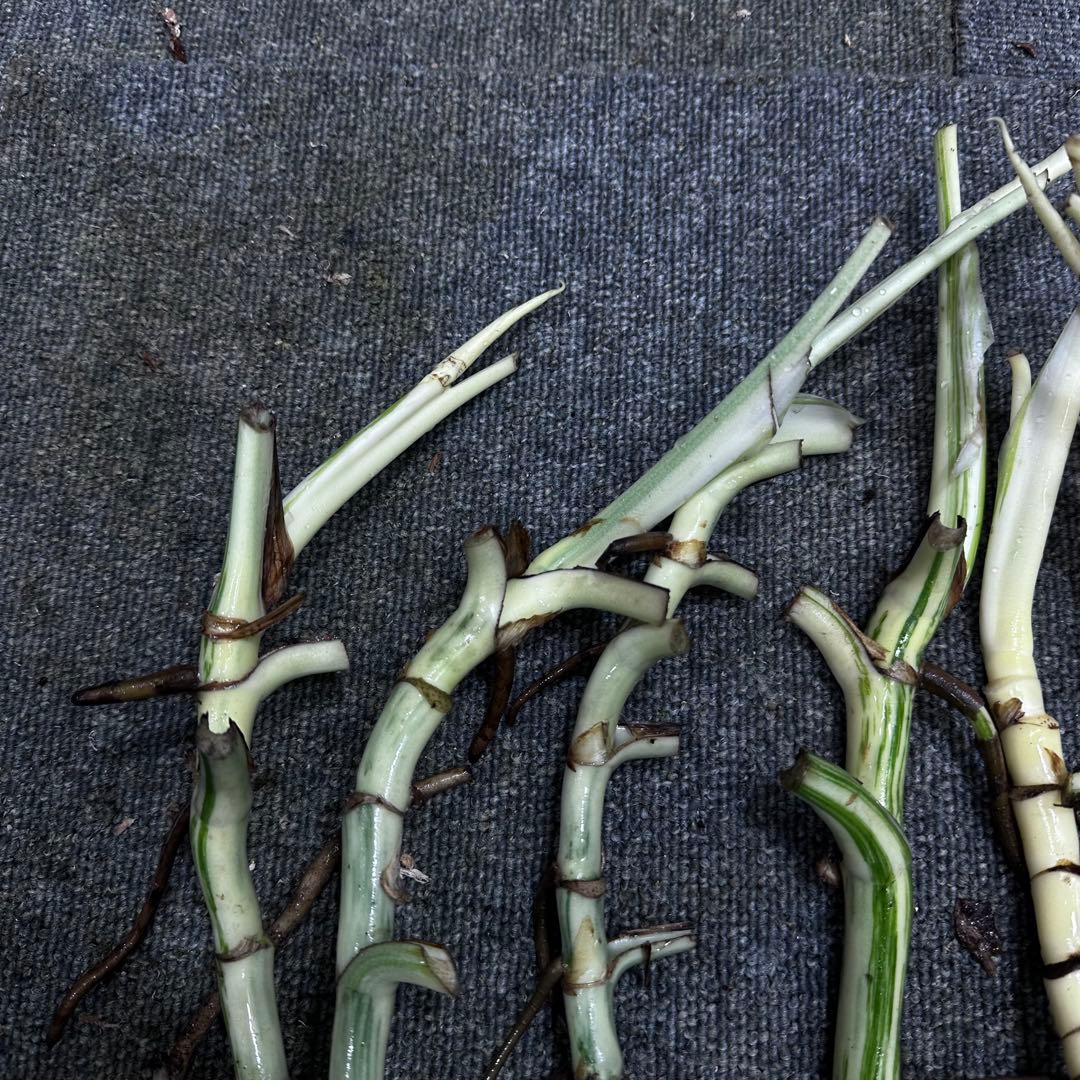 な*け様 斑入りモンステラホワイトタイガー茎7株おまとめ