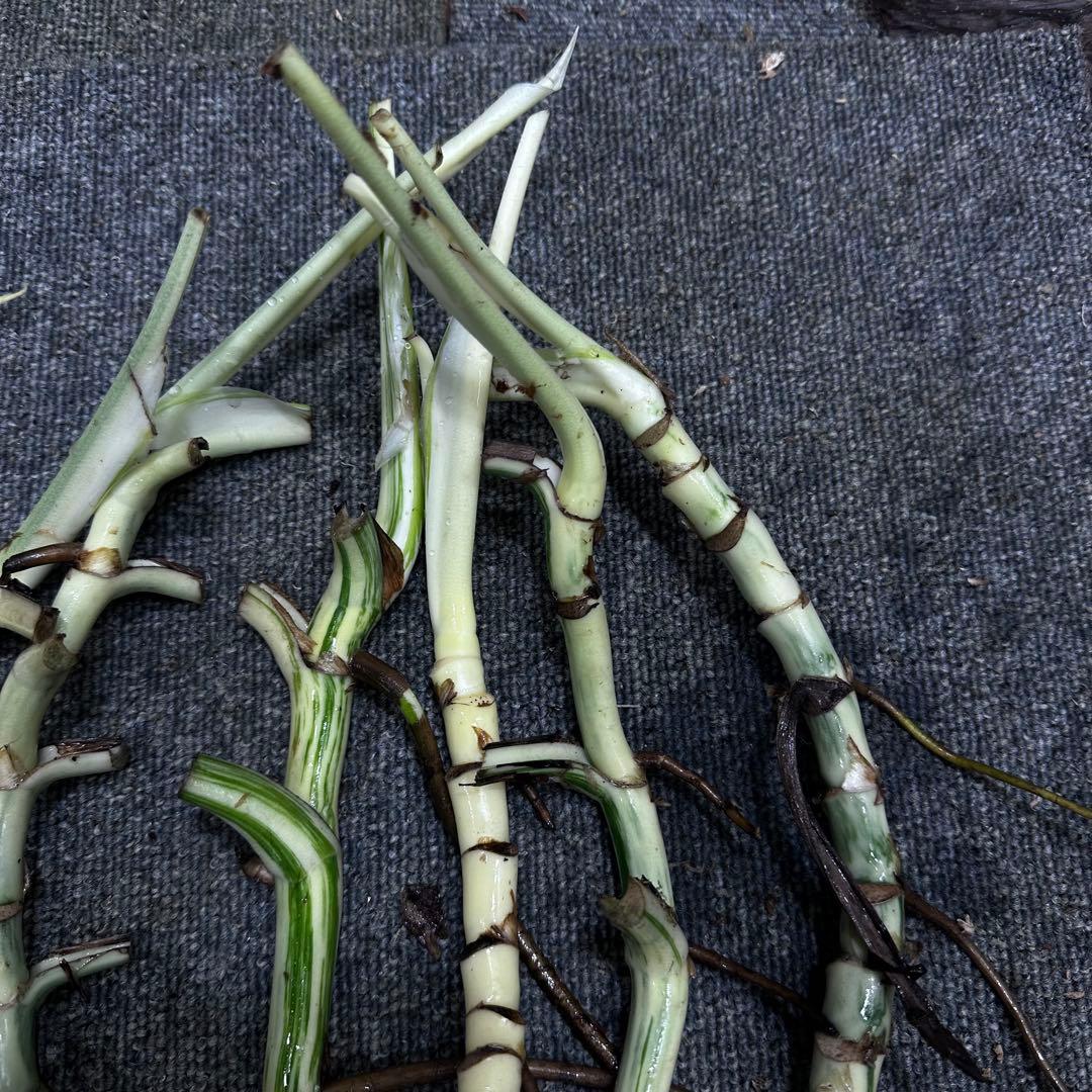 な*け様 斑入りモンステラホワイトタイガー茎7株おまとめ