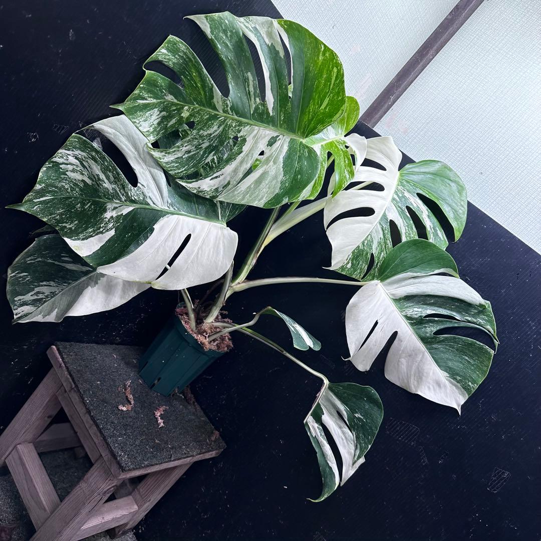 く*※様 斑入りモンステラ ホワイトタイガー極美大株74cm白斑多
