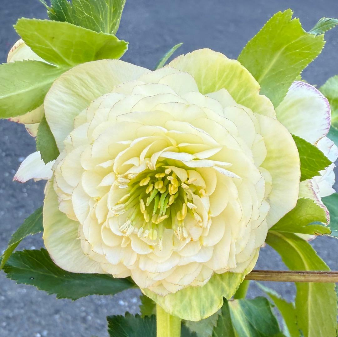 ★専用　ジャスミン様ゴージャス！大株アフロディーテ　多弁★クリスマスローズ開花株