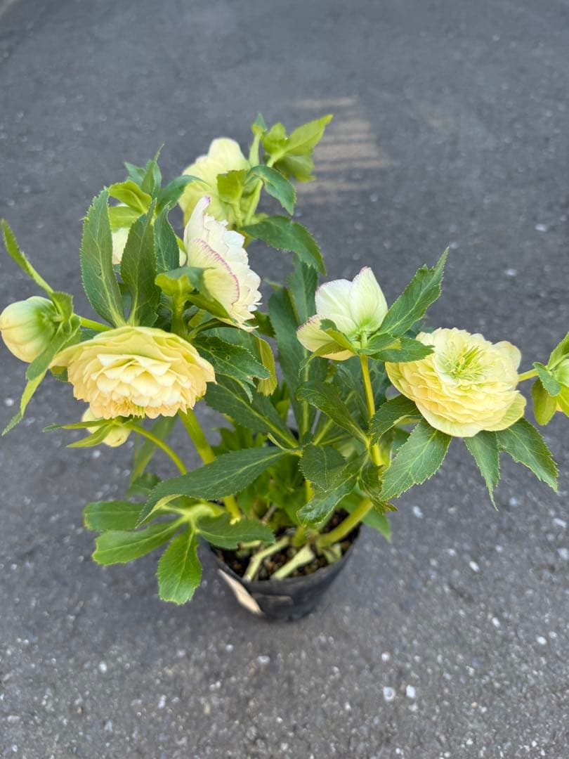 ★専用　ジャスミン様ゴージャス！大株アフロディーテ　多弁★クリスマスローズ開花株