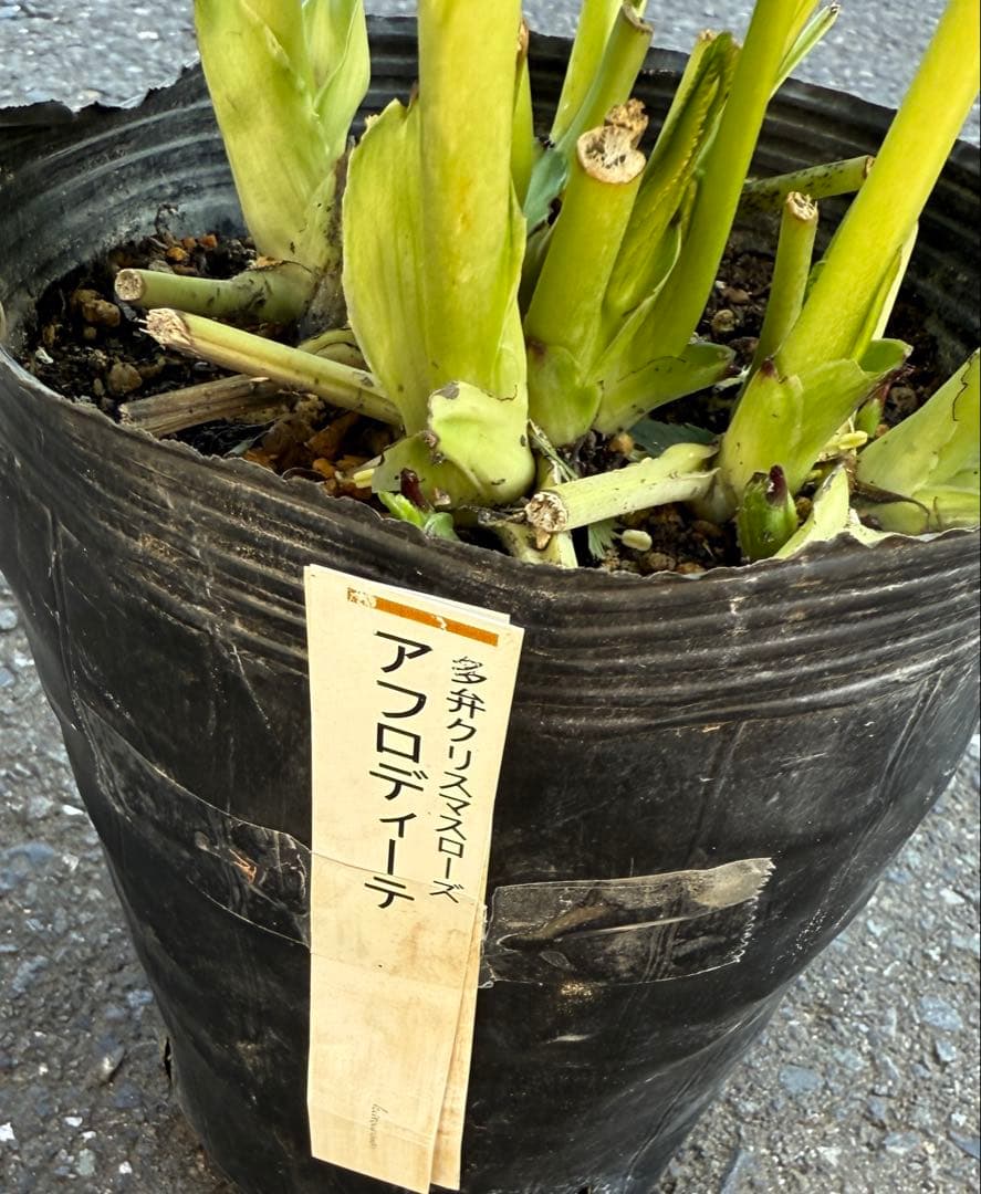 ★専用　ジャスミン様ゴージャス！大株アフロディーテ　多弁★クリスマスローズ開花株