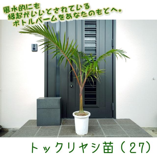 【送料込】沖縄産トックリヤシ（２７）┃人気沸騰中の徳利椰子でインテリアを楽しもう