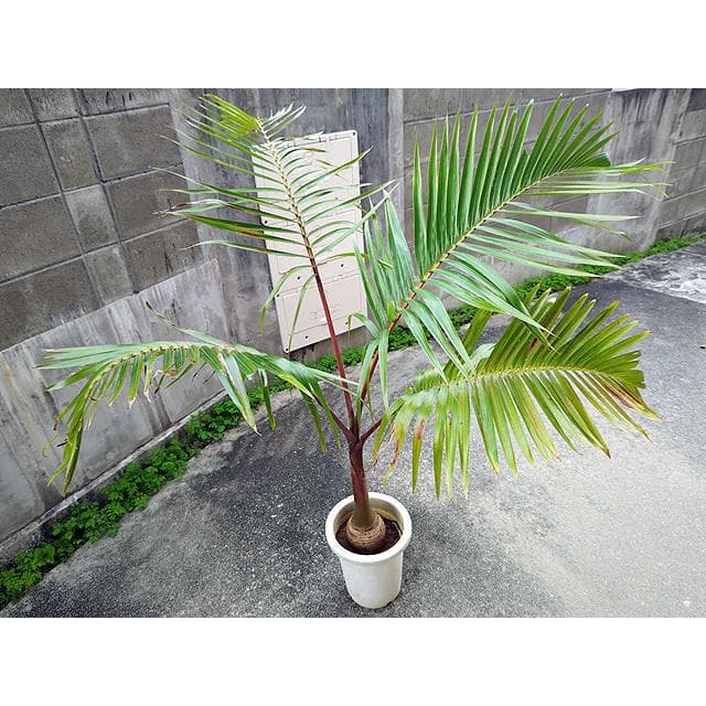 【送料込】沖縄産トックリヤシ（２７）┃人気沸騰中の徳利椰子でインテリアを楽しもう