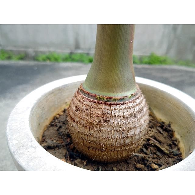 【送料込】沖縄産トックリヤシ（２７）┃人気沸騰中の徳利椰子でインテリアを楽しもう