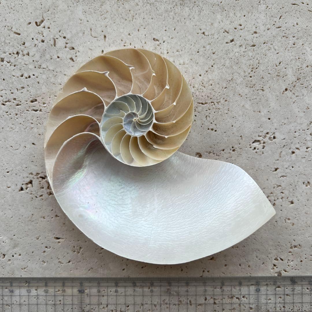 オーム貝　二種セット断面カットとカットなし