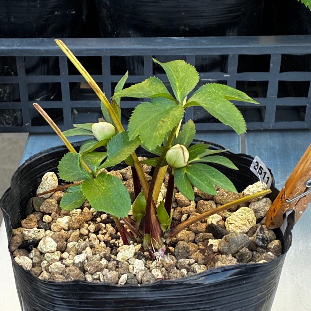 ラ*ク様 3511☘️蕾花付き☘️小輪⭐️ペールピンクぼかし⭐️クリア美人⭐️樋