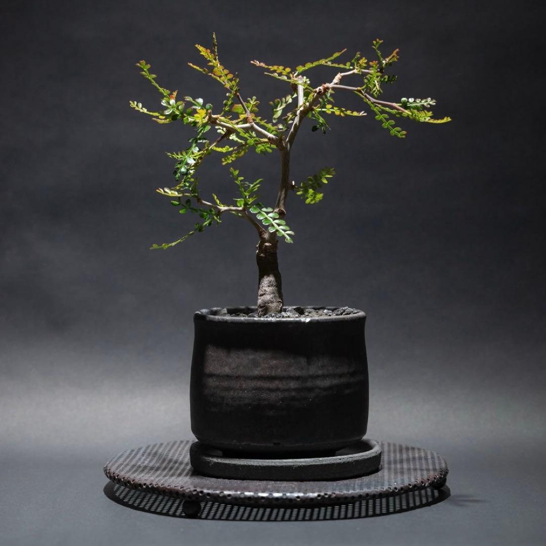 オペルクリカリア・パキプス　根差し