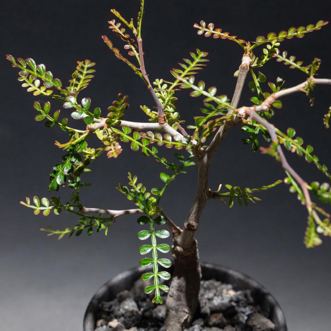 オペルクリカリア・パキプス　根差し