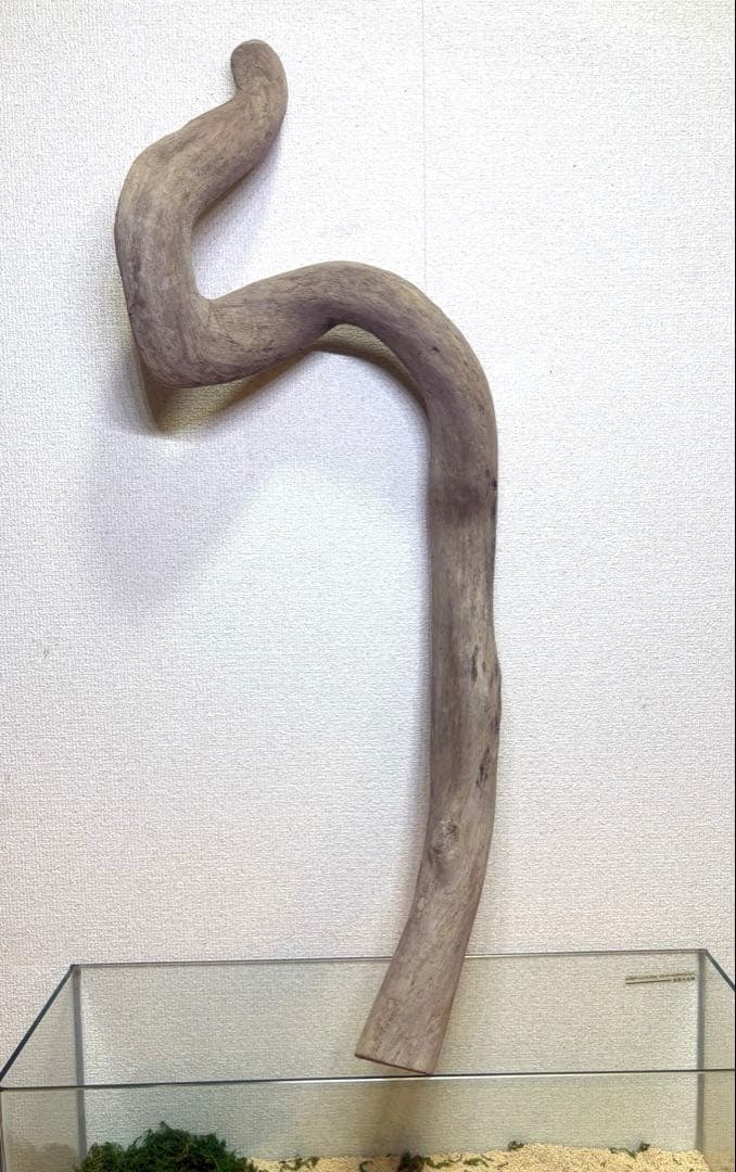 Ｇ79 灰汁抜き処理済　流木　爬虫類　両生類シェルター　観葉植物　インテリア