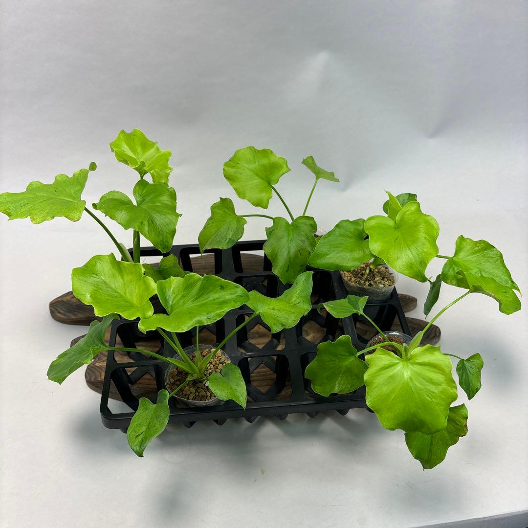 壱*）様 5株セットms144selloum Var フィロデンドロン・セローム