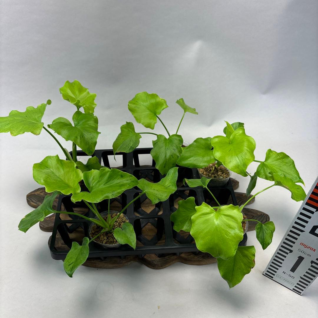 壱*）様 5株セットms144selloum Var フィロデンドロン・セローム