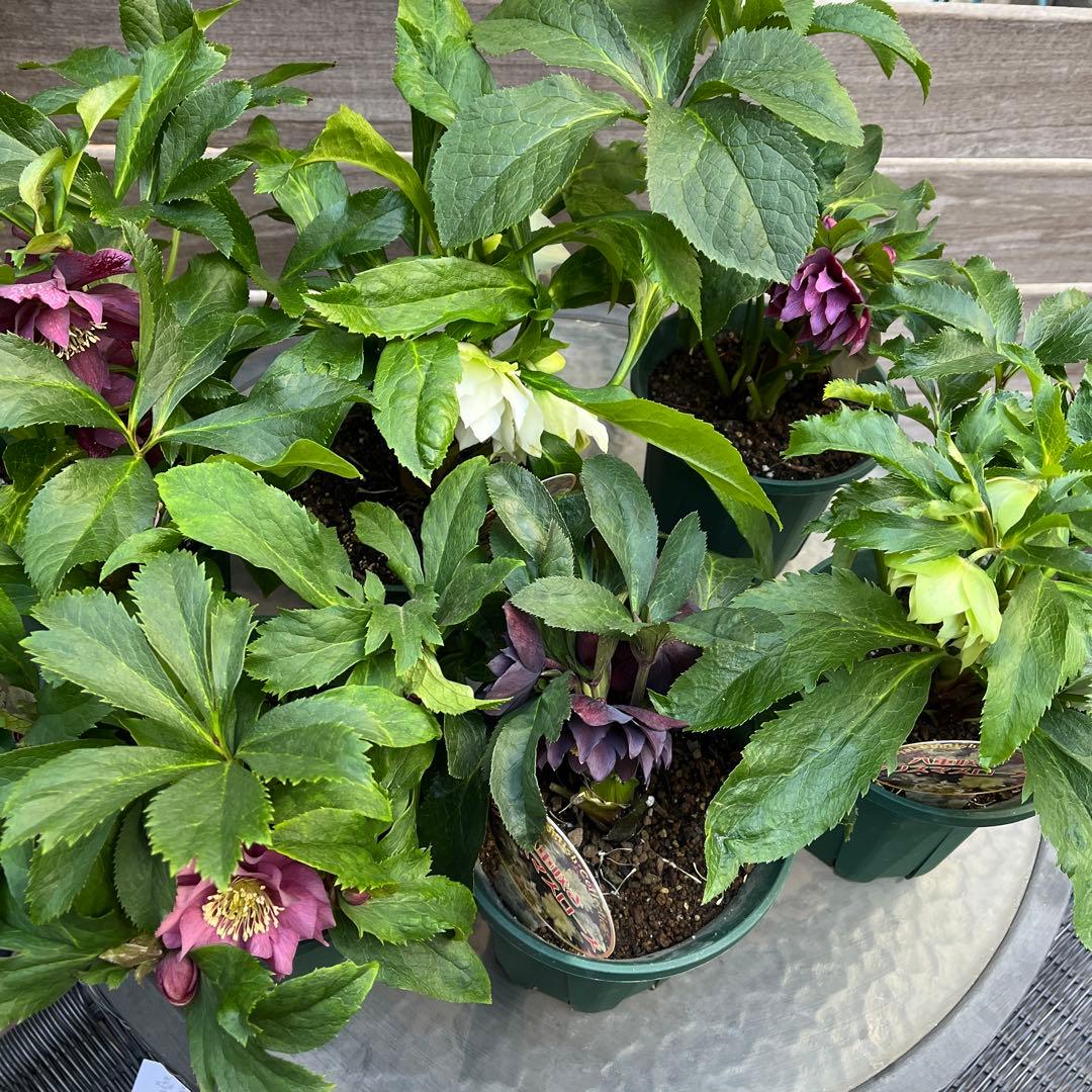 まさまる　クリスマスローズ　八重咲き　ダブル　エレン　5号　６鉢セット