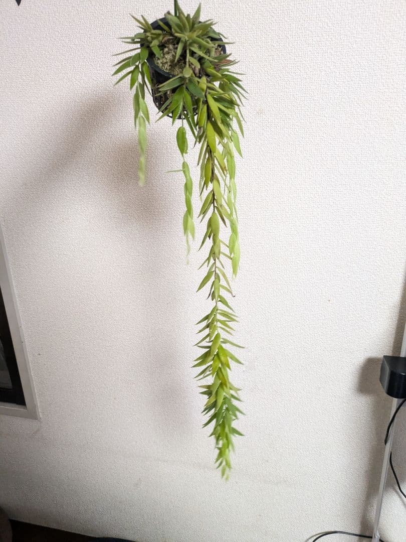 ceratostema rauhii セラトステマ　ケラトステマ　ラウヒー