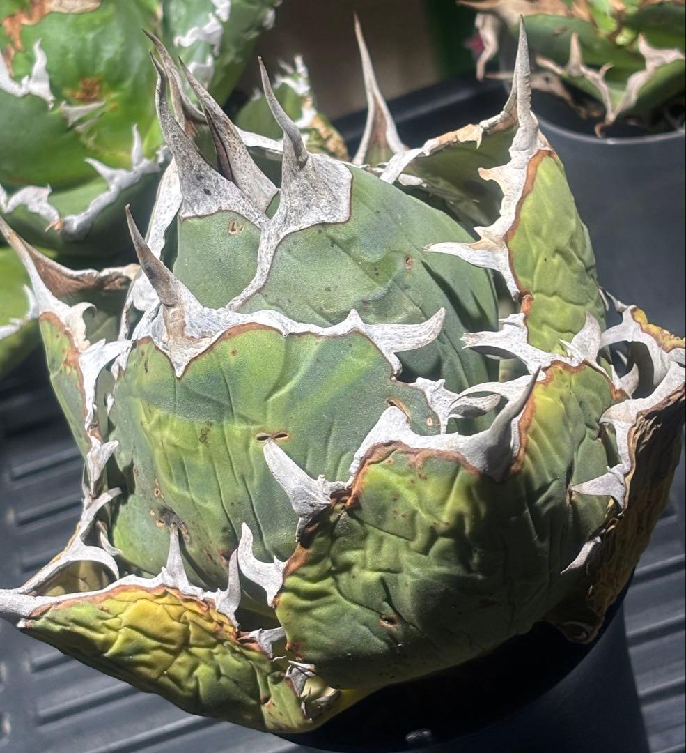 限定品！アガベオアハカオテロイ現地球（極上株）超S級良形superオアハカ激レア