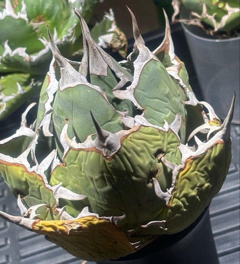 限定品！アガベオアハカオテロイ現地球（極上株）超S級良形superオアハカ激レア