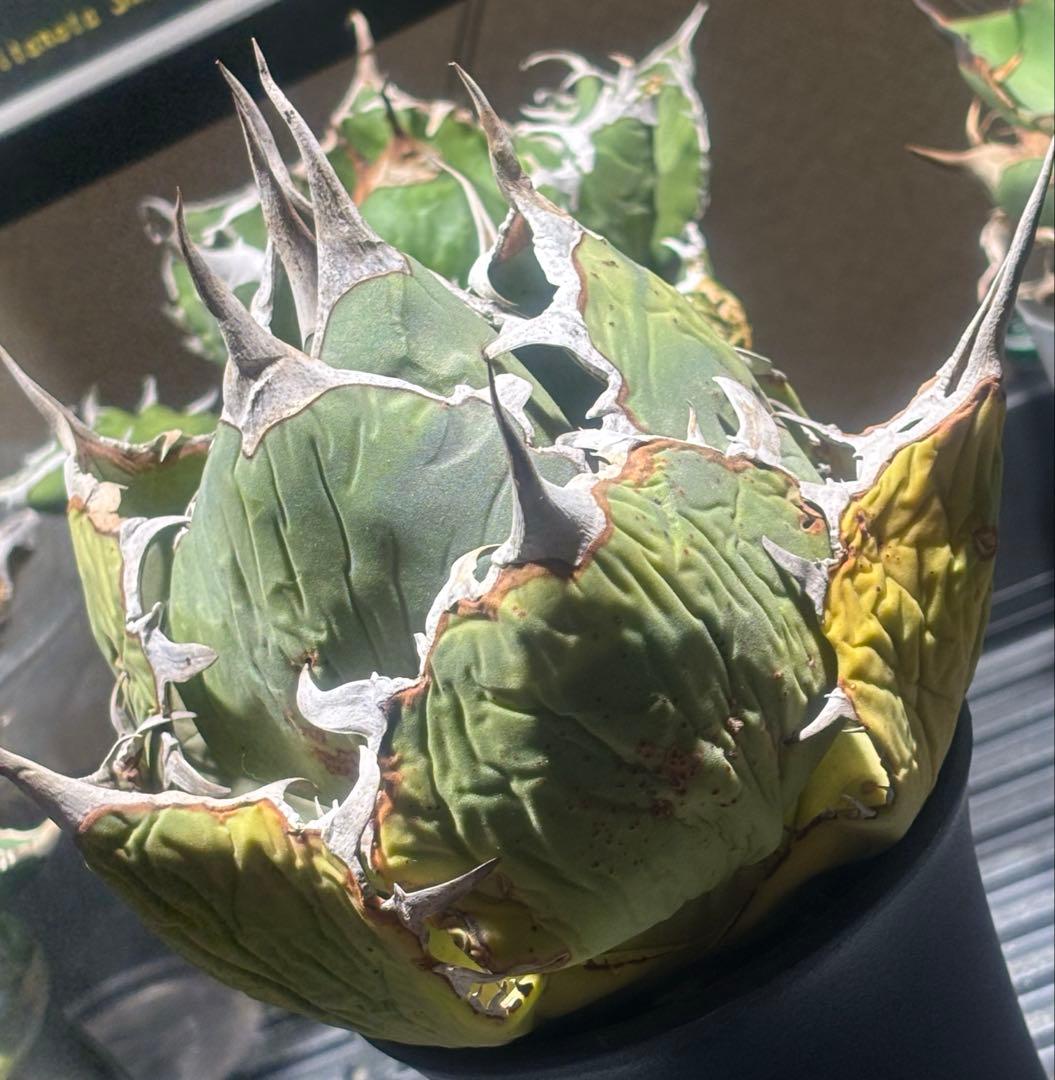 限定品！アガベオアハカオテロイ現地球（極上株）超S級良形superオアハカ激レア