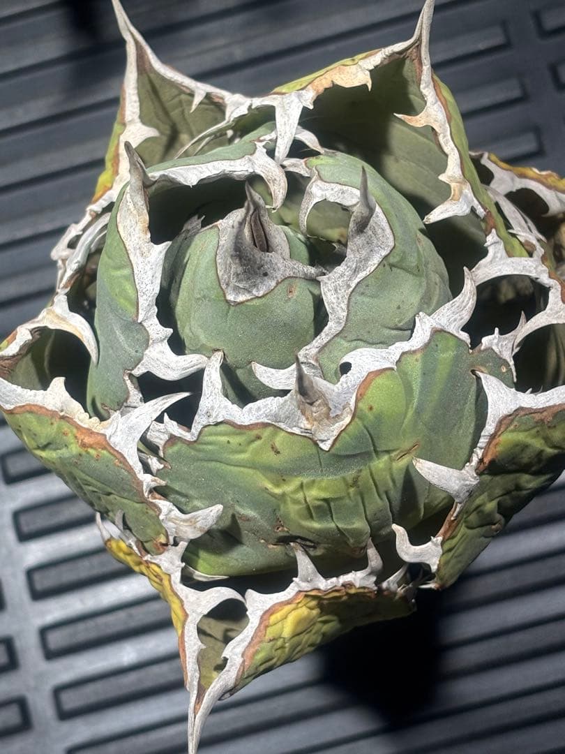 限定品！アガベオアハカオテロイ現地球（極上株）超S級良形superオアハカ激レア