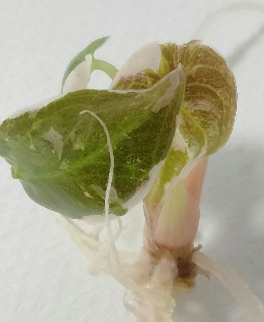 For ティファニー