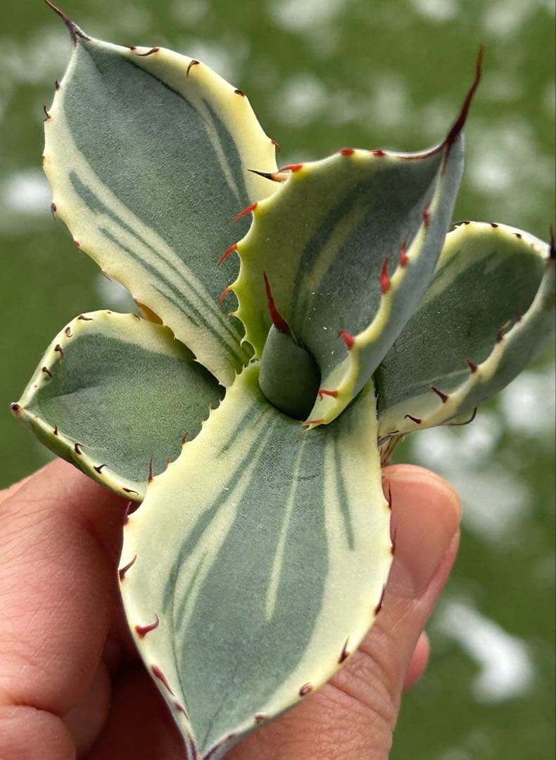 激レア最高級株！発根済み！オリザバ⑤極上株！アガベ　根付き