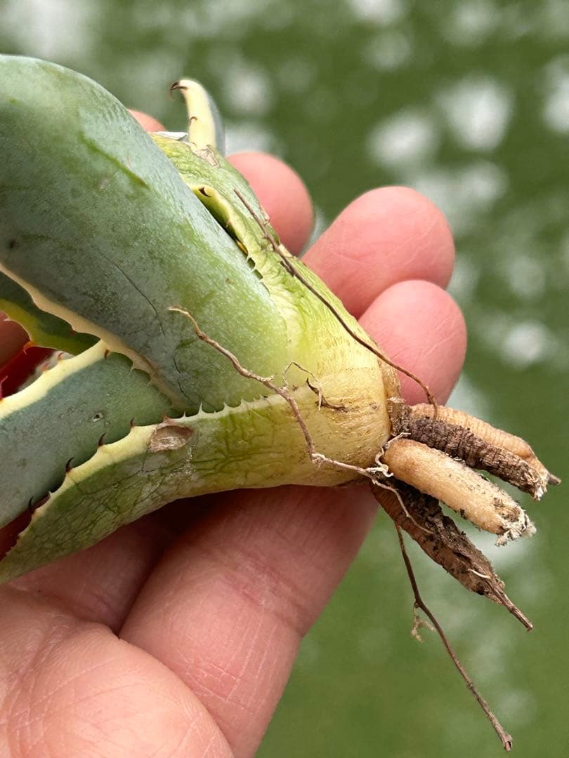 激レア最高級株！発根済み！オリザバ⑤極上株！アガベ　根付き