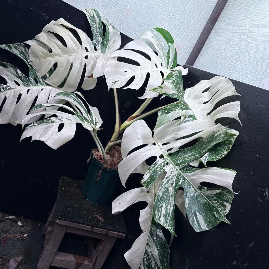 あ*き様 斑入りモンステラ ホワイトタイガー極美大株81cm白斑多レア