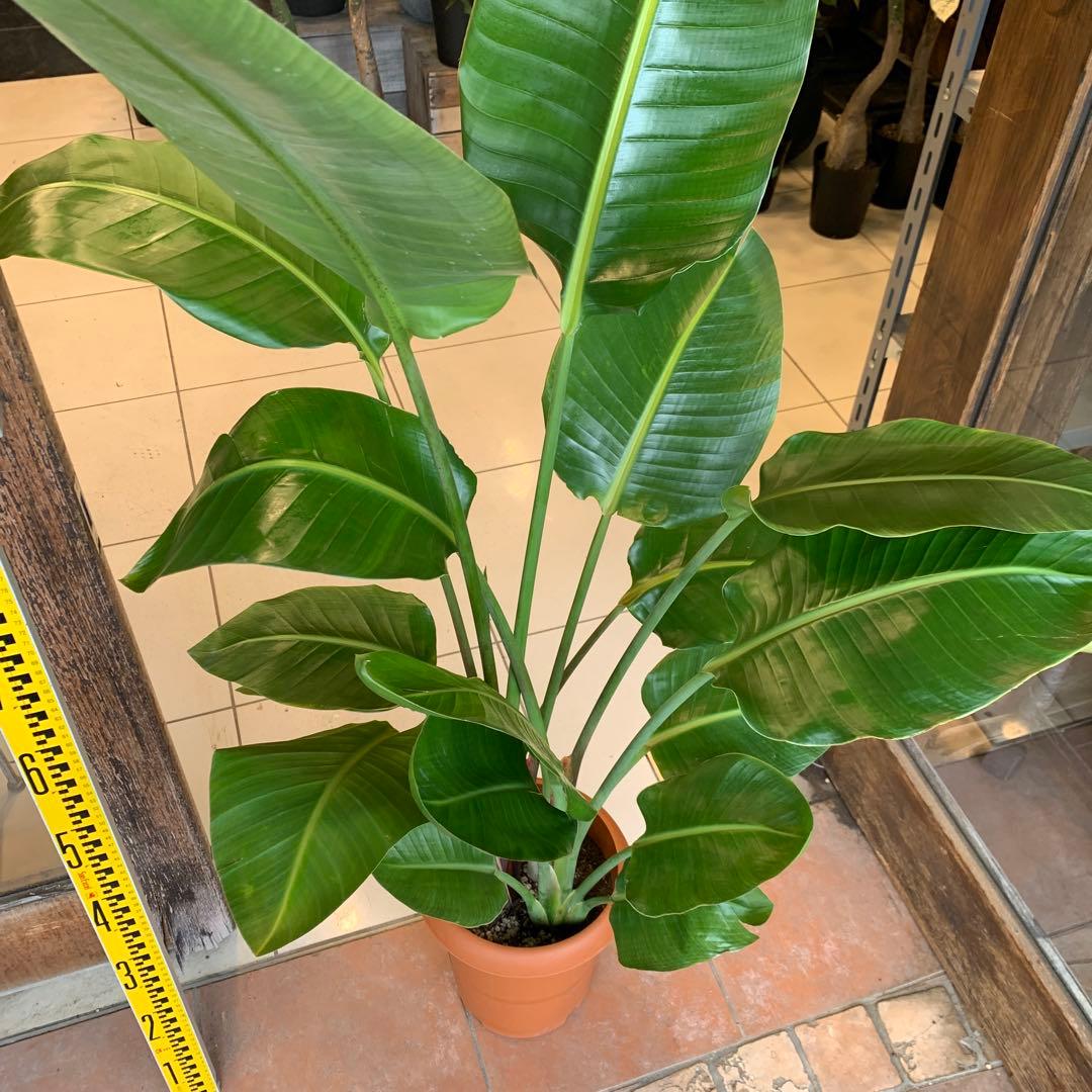 ストレリチア オーガスタ 8号