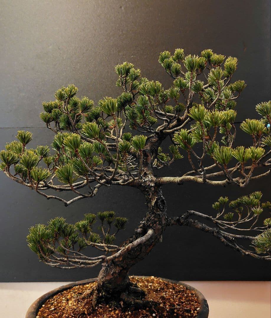訳あり品！瑞祥五葉松盆栽！