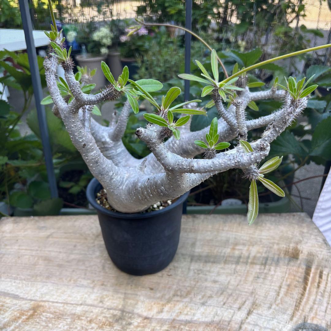 短期間限定超特価！長期管理株 大株 パキポディウム マカイエンセ 魔界玉 現地株