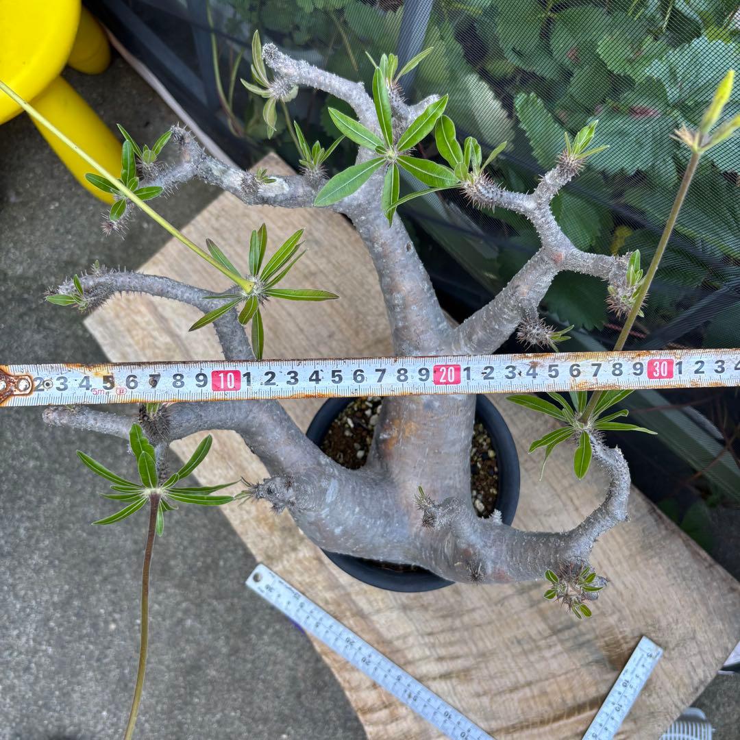 短期間限定超特価！長期管理株 大株 パキポディウム マカイエンセ 魔界玉 現地株