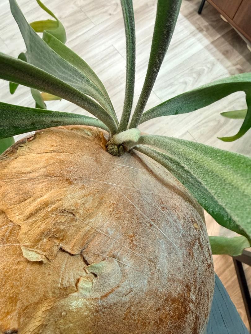 ビカクシダ　アルシコルネ Platycerium alcicorne