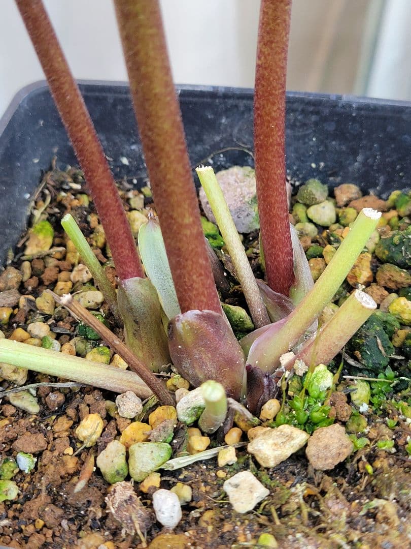 ウィンターシンフォニーdd　アプリコットバイカラー　姫りんごちゃん♡