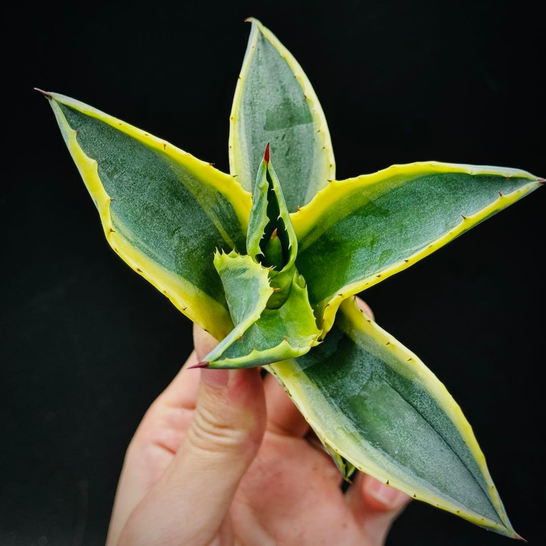 t*0様 棘界/アガベ/リップルエフェクト/天芽美株/コレクション株