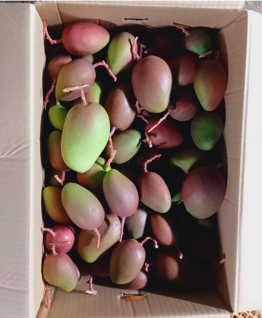 マンゴー+摘果 / 20.4 kg including box