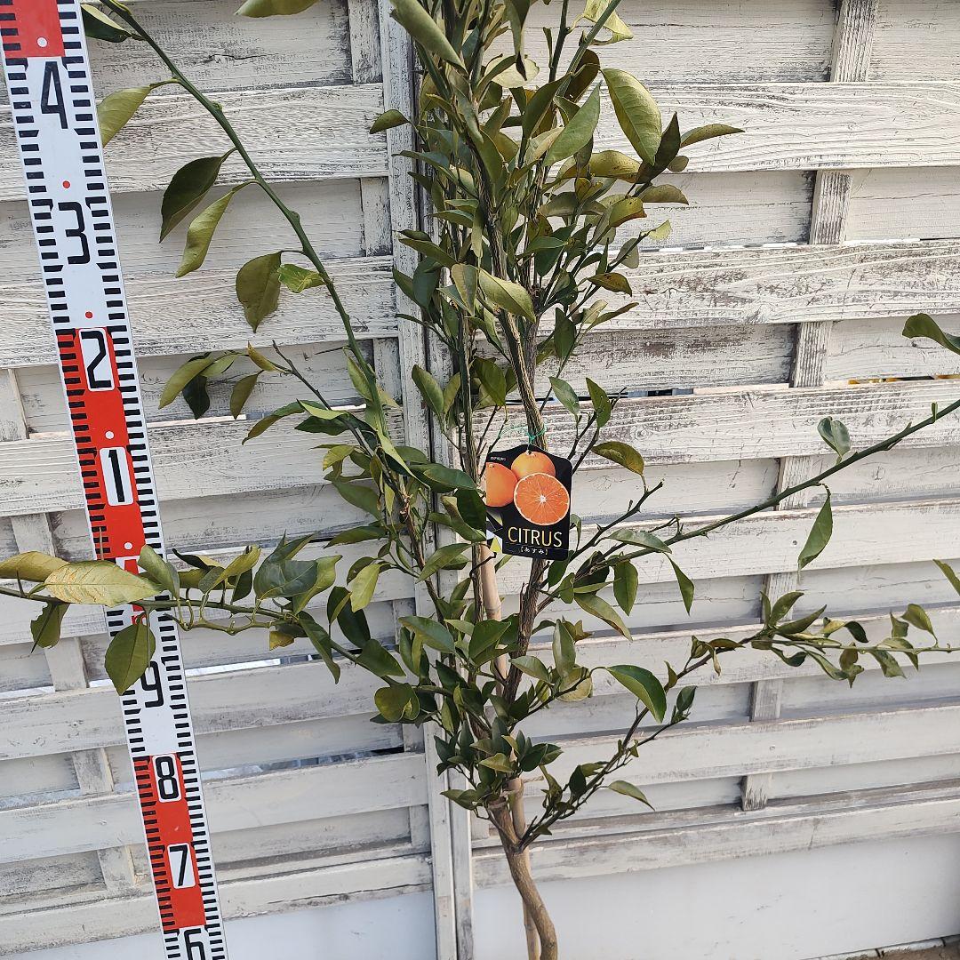 がんもさま専用出品 せとか3年生 登録品種 苗木