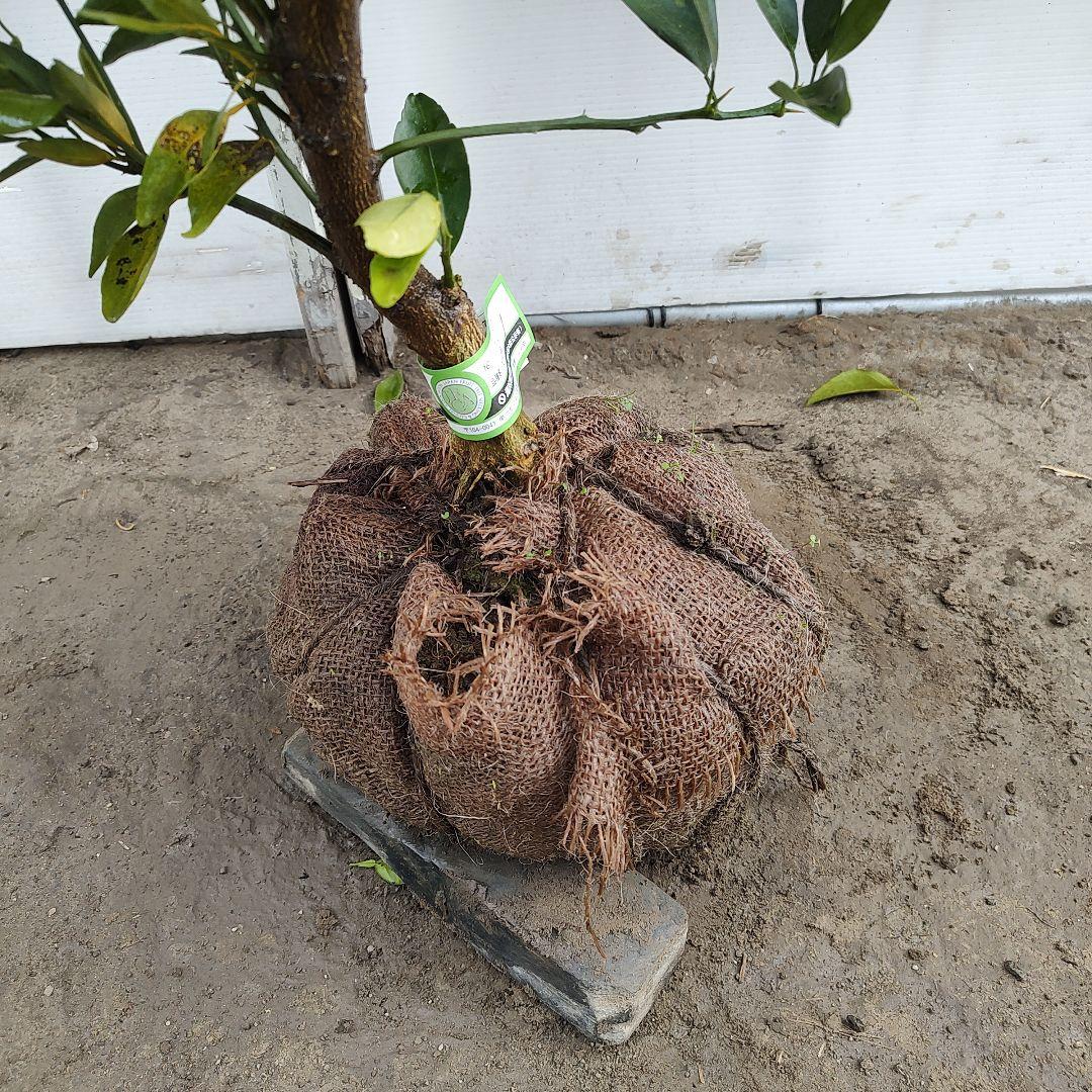 がんもさま専用出品 せとか3年生 登録品種 苗木