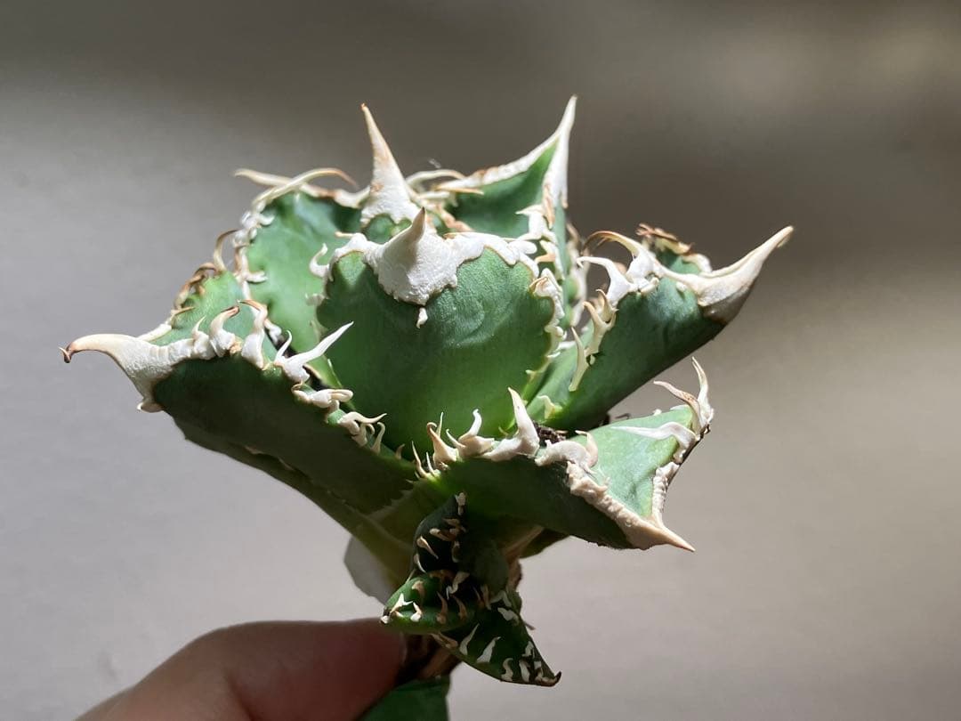 t*様 【オークション】⑥選抜　子株2株付き　太棘　アガべ　チタノタ　白豪刺　T