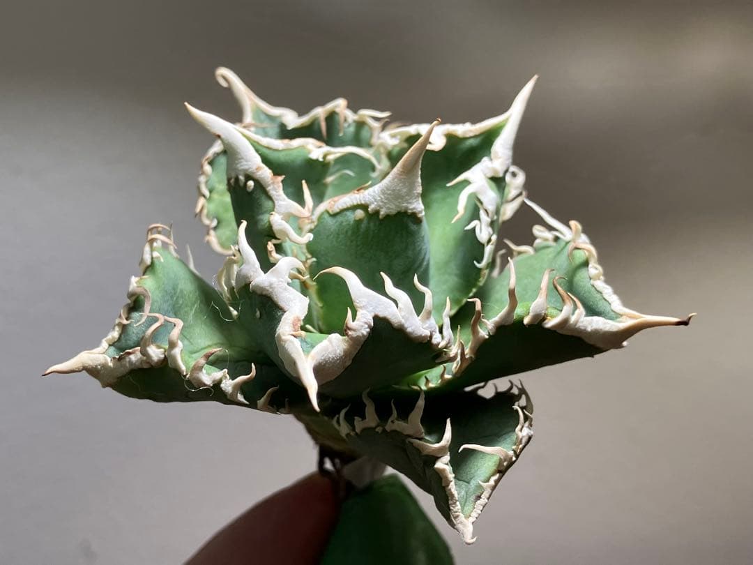 t*様 【オークション】⑥選抜　子株2株付き　太棘　アガべ　チタノタ　白豪刺　T
