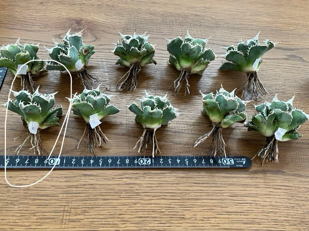 t*様 【オークション】⑥選抜　子株2株付き　太棘　アガべ　チタノタ　白豪刺　T