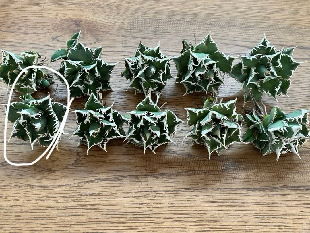 t*様 【オークション】⑥選抜　子株2株付き　太棘　アガべ　チタノタ　白豪刺　T